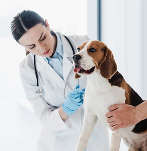 Altınekin Veteriner